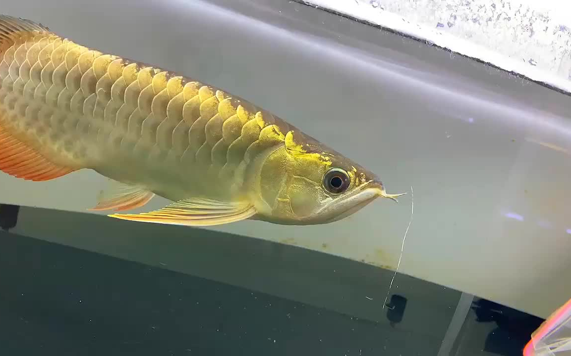 金龙鱼32公分战车过背炮弹头,三排珠鳞爆满2888省内包邮,省外自理