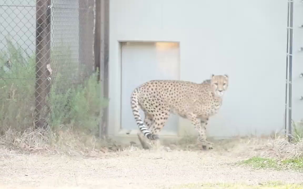 [图]【猎豹】有 序 撤 退