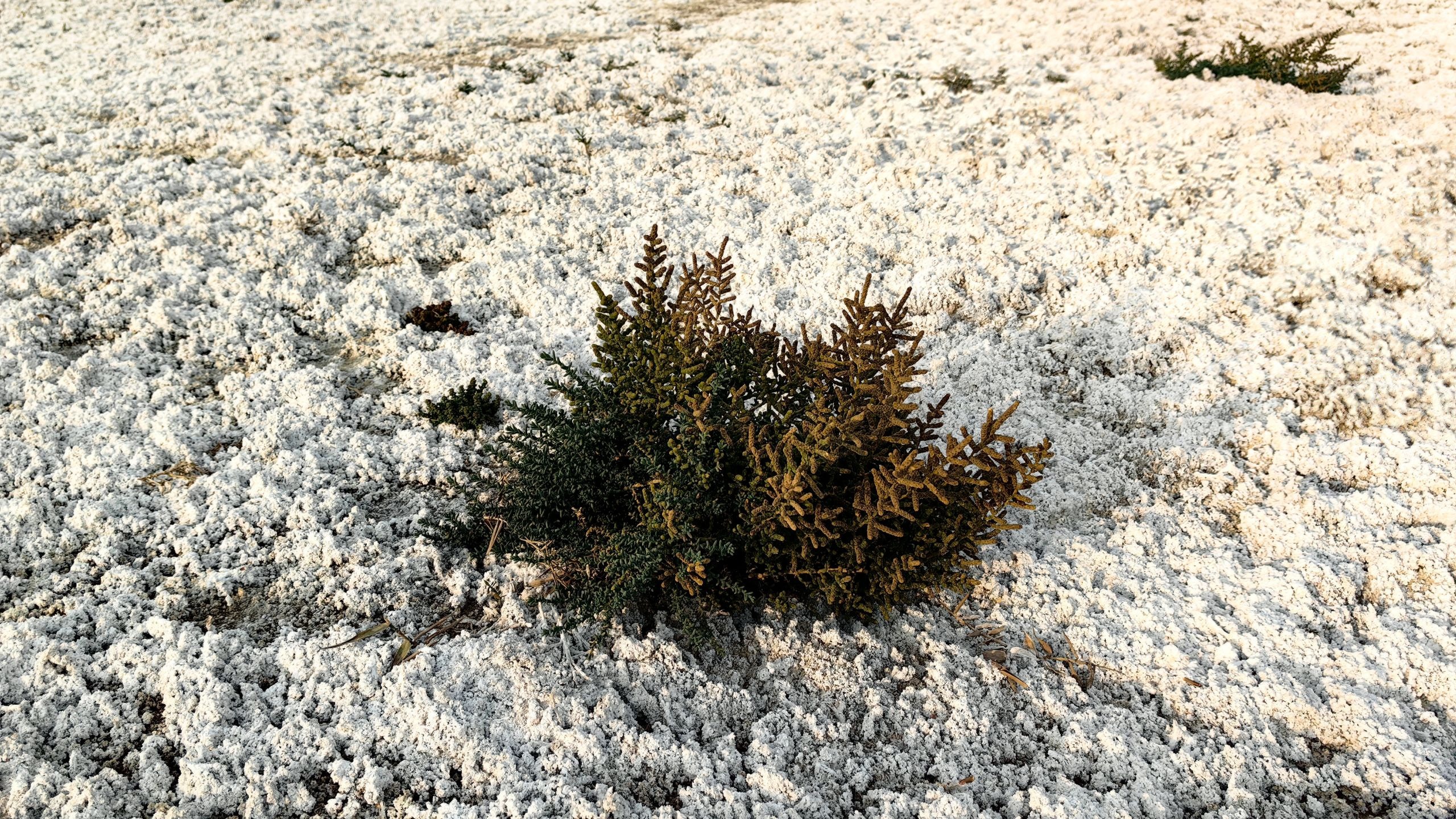 盐碱地，就好像下了一场不会落在叶子上的雪