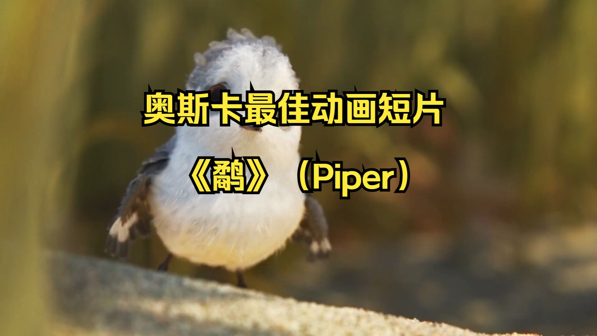 奥斯卡最佳动画短片《鹬》(Piper)哔哩哔哩bilibili