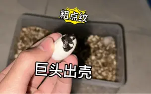 下载视频: 惊喜！巨头蛋龟出壳了，小粗点，还是老配方，时隔五百多天再次玩起种公小绿的苗子。