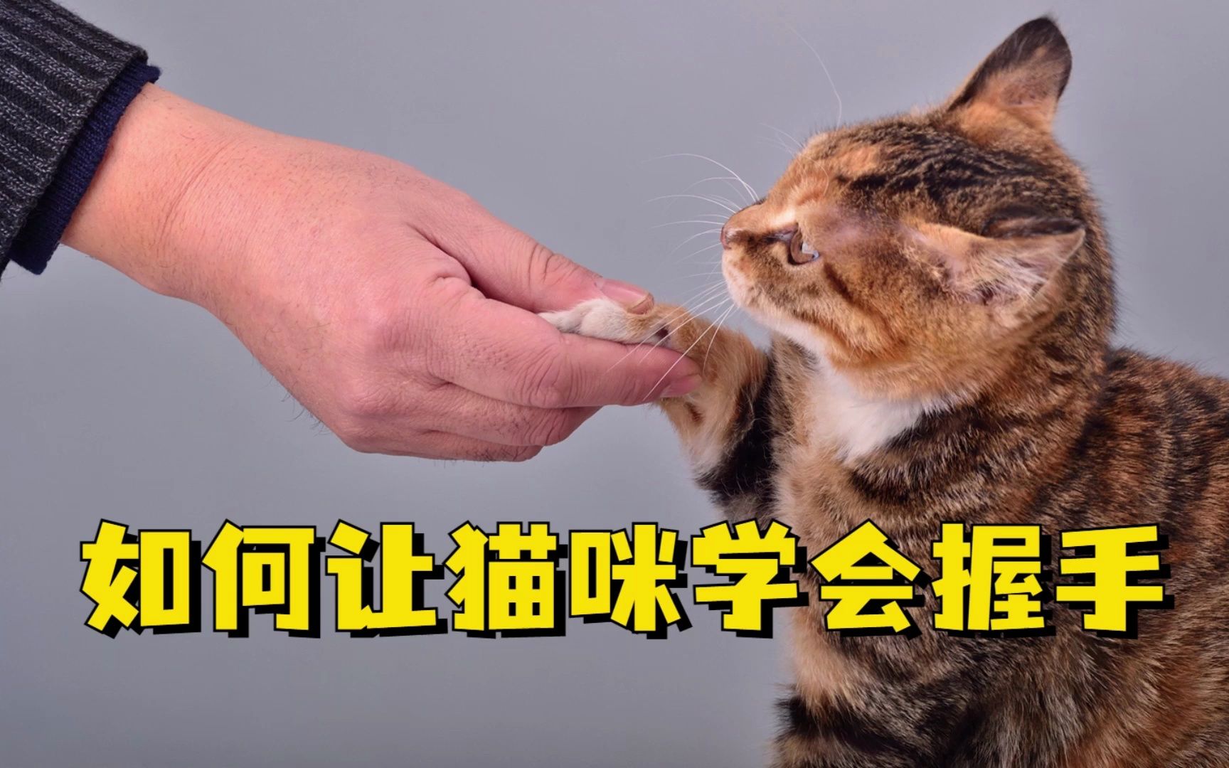 如何让猫咪学会握手,快速学会四个小妙招