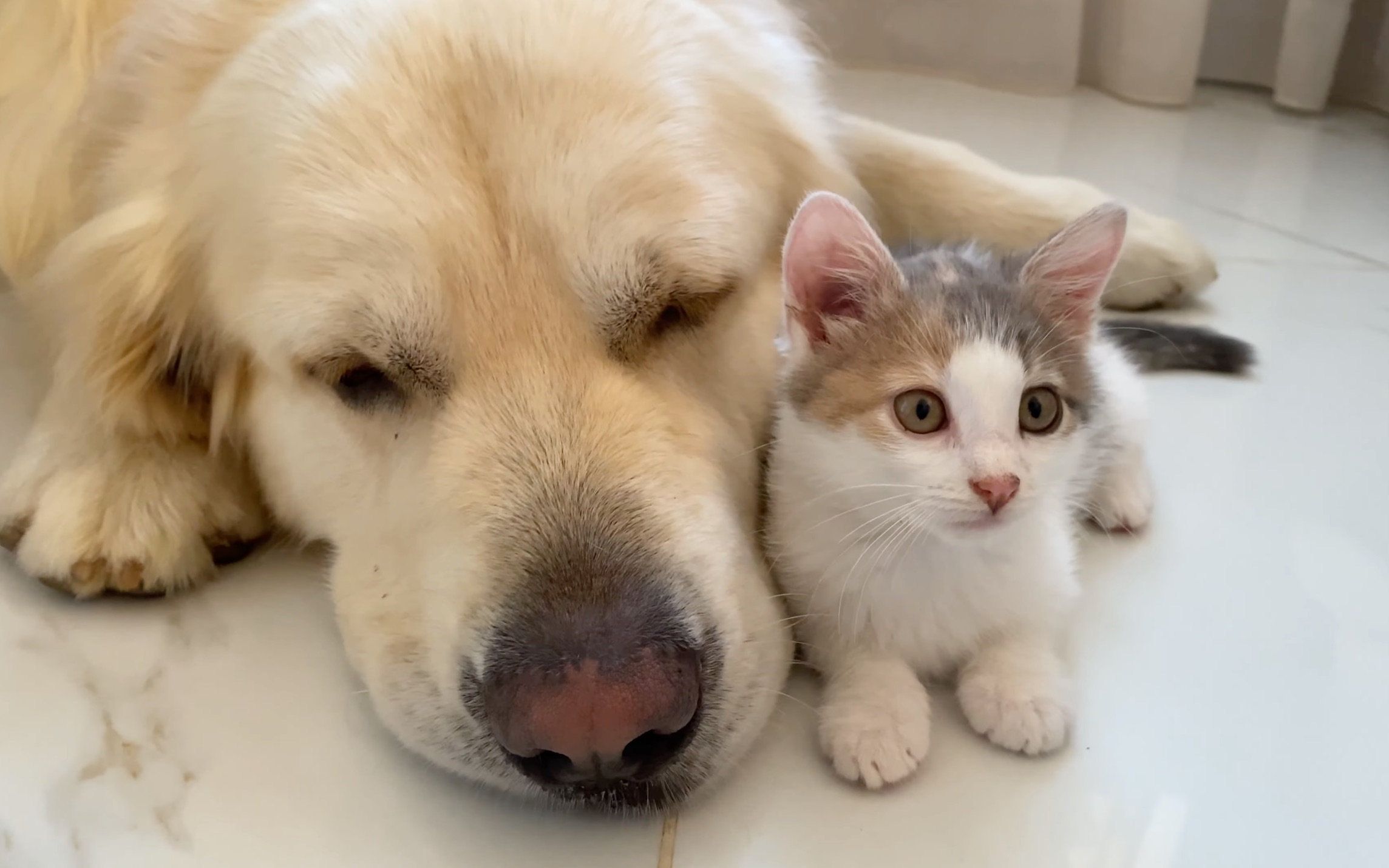 金毛与小奶猫-1