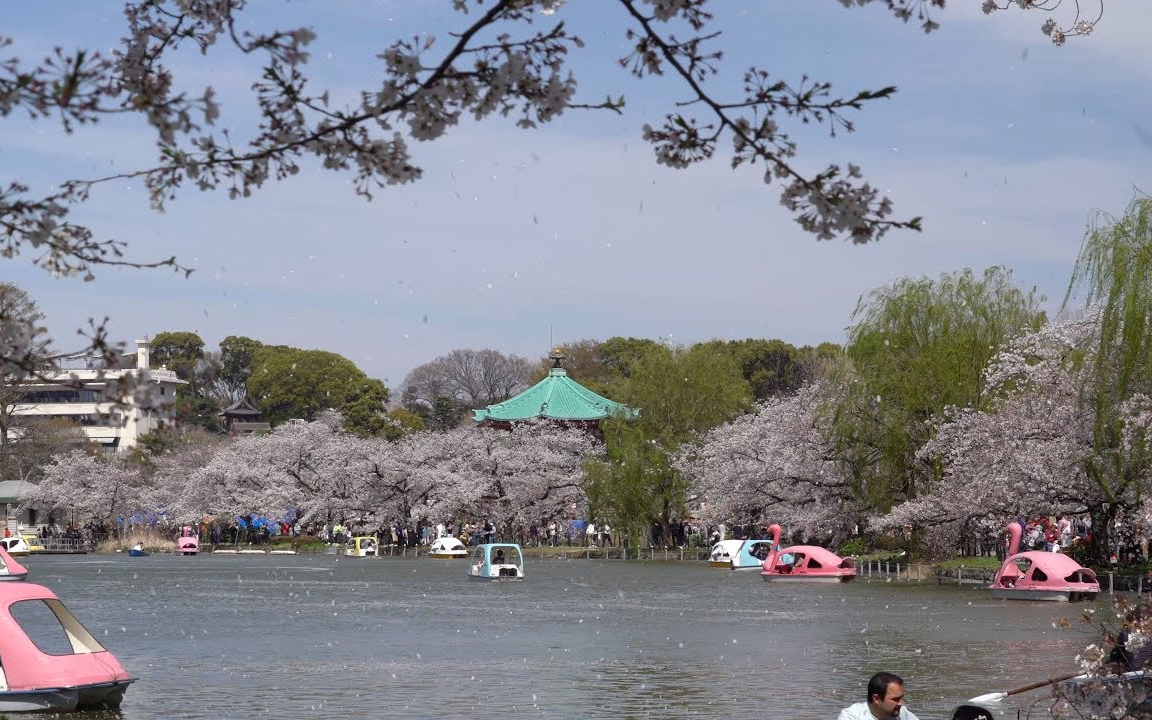 [图]4K 花吹雪 上野公园 Shower Of Cherry Blossoms At Ueno Park