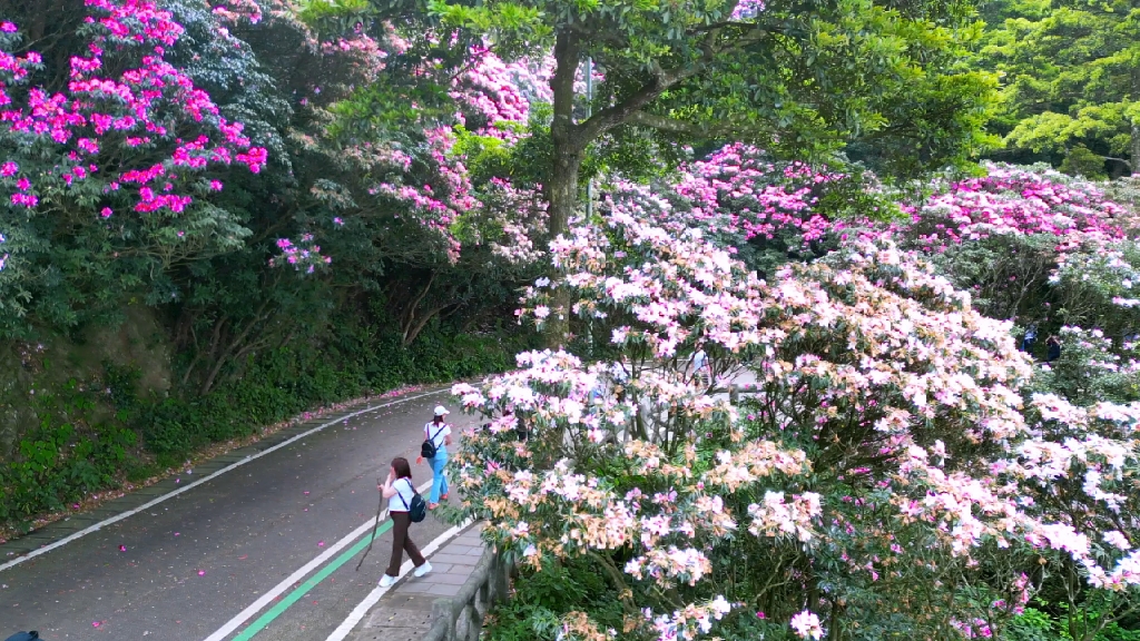 深圳梧桐山看花海,走这条路人少又好玩#徒步旅行 #户外徒步 #登山 #vlog旅行记 #梧桐山 #花海 #户外爬山 #杜鹃花 #行走山水间 #亲子游哔哩哔哩bilibili