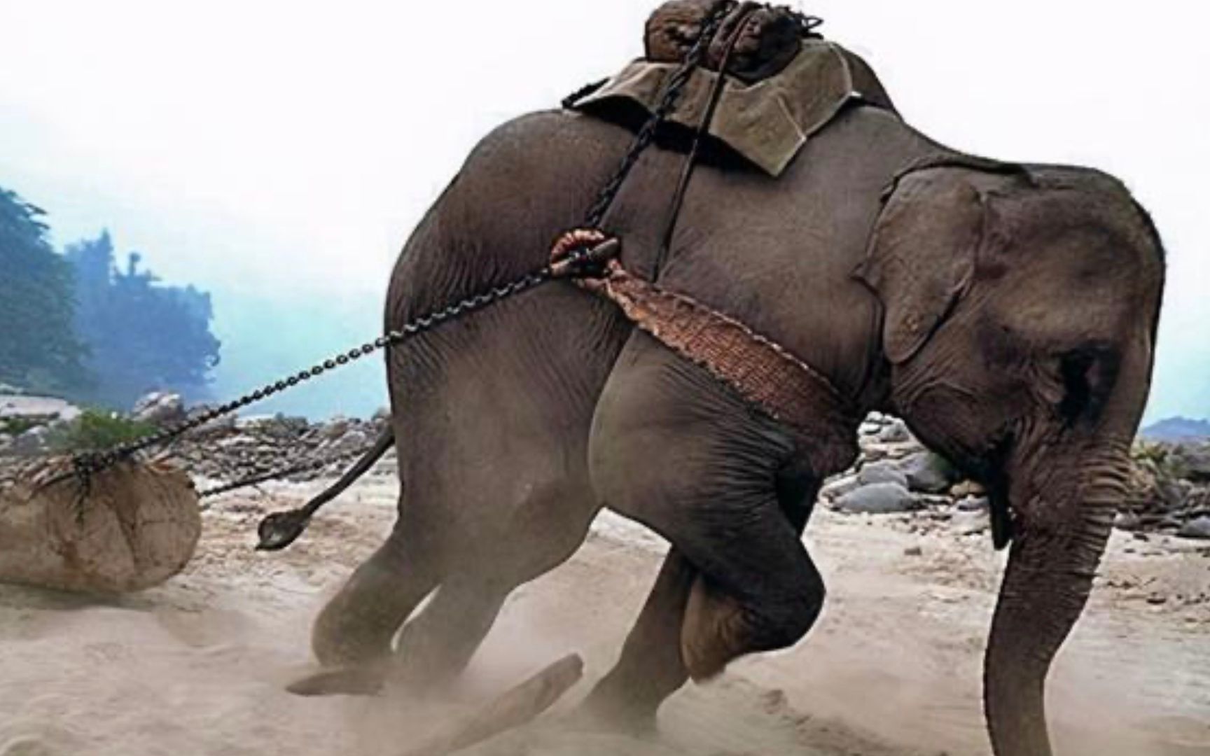 老挝用大象运输红木真实场景:一次要拉5吨不听话就枪杀,好可怜
