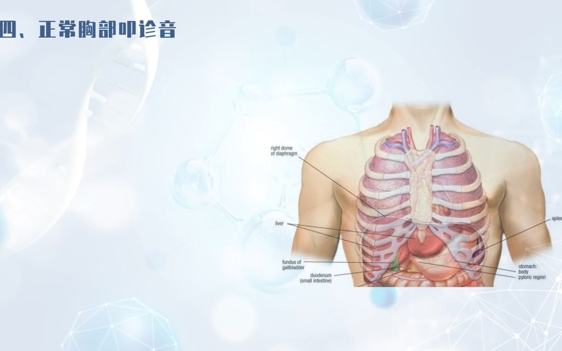 [6.3.1]6.3肺部叩诊哔哩哔哩bilibili