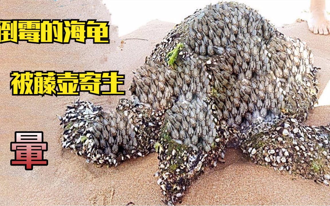 可怜的海龟倒霉了,后壳上被藤壶都长满了,仔细帮小家伙清理一下