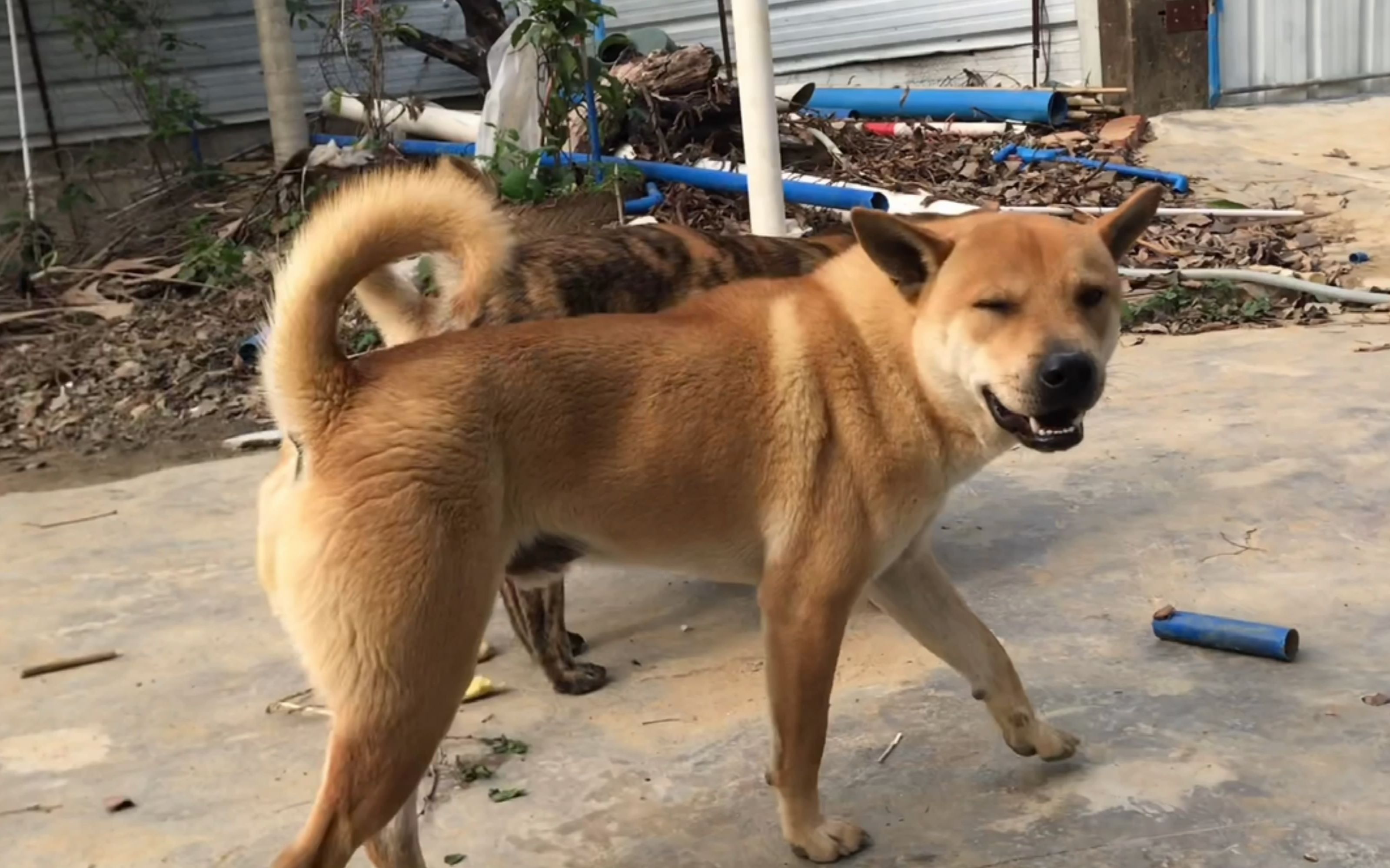 一条智勇双全的中华田园犬,少不了一条优秀师傅狗的传承