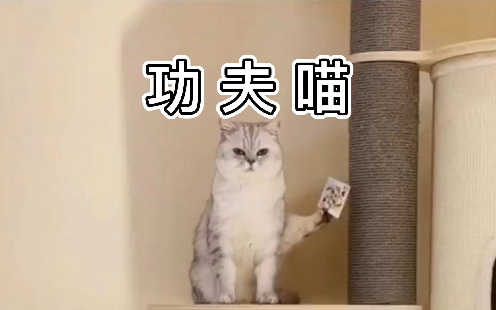 [图]“功夫凶猫”这绝对不是三脚猫功夫。