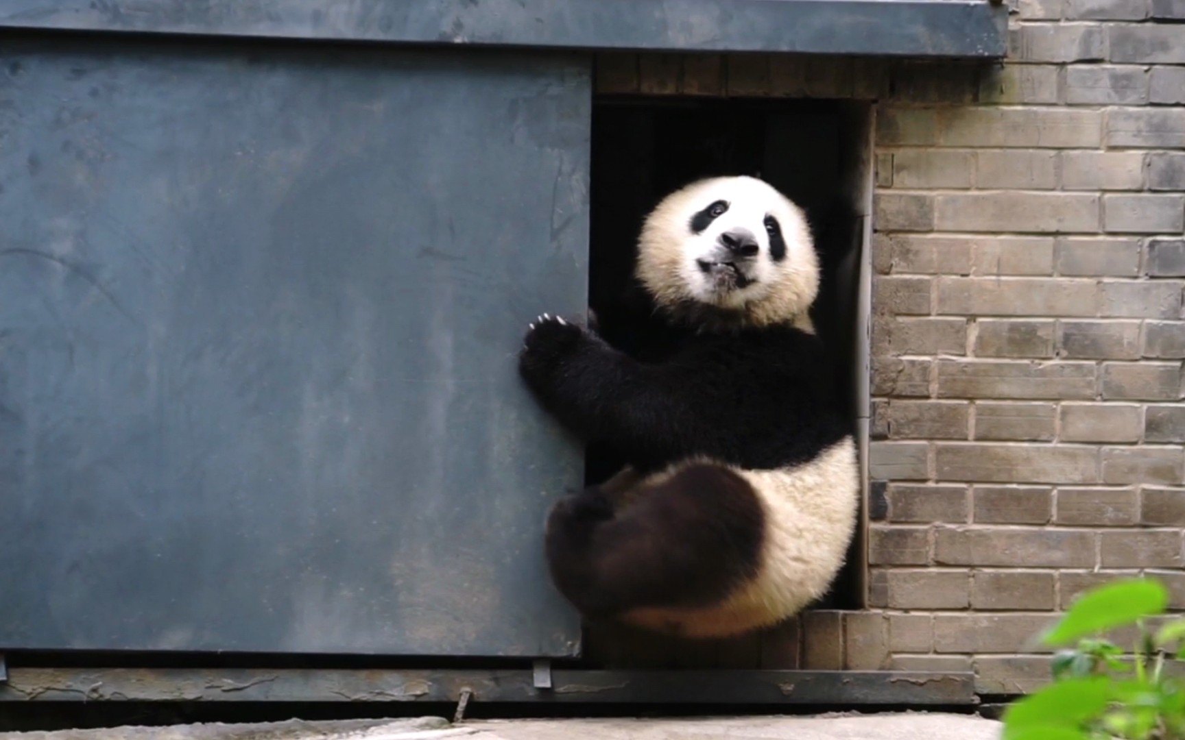 【大熊猫巢天骄】小熊友研究推拉门,最终还是没有研究透彻