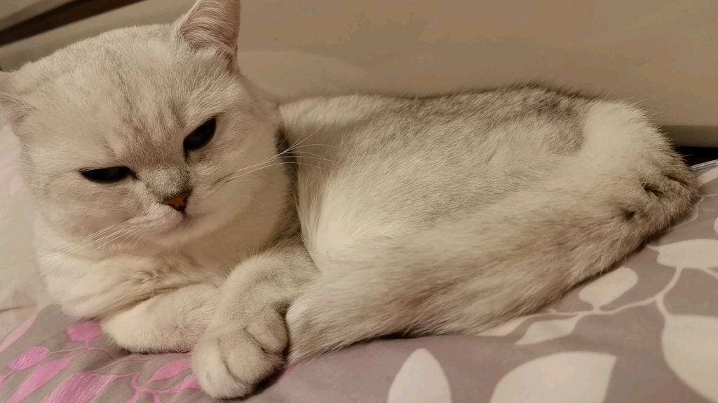 小懒猫,起床啦!
