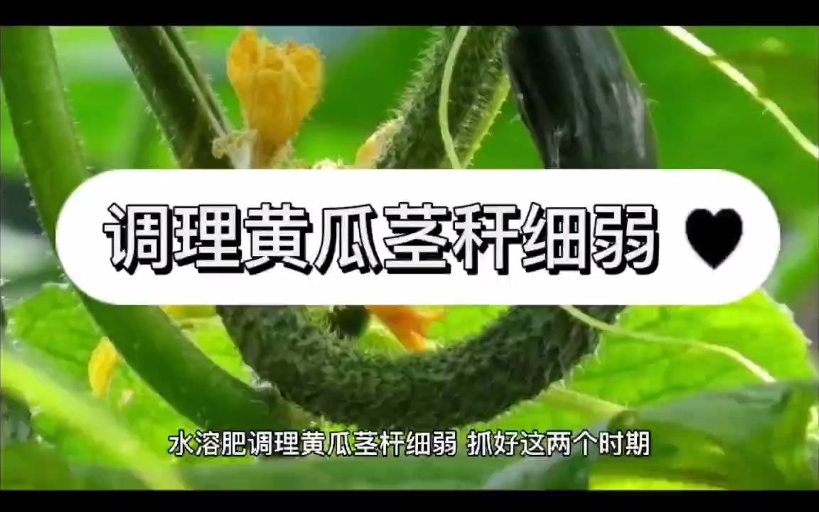 黄瓜如何管理茎杆才能粗壮,怎样使黄瓜苗又粗又壮,黄瓜秧细冲什么肥变粗哔哩哔哩bilibili