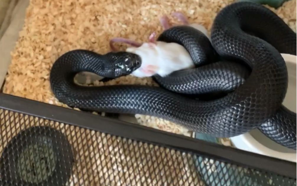 [墨西哥黑王蛇]阿怂喂食周长之上手喂食!满足你们!