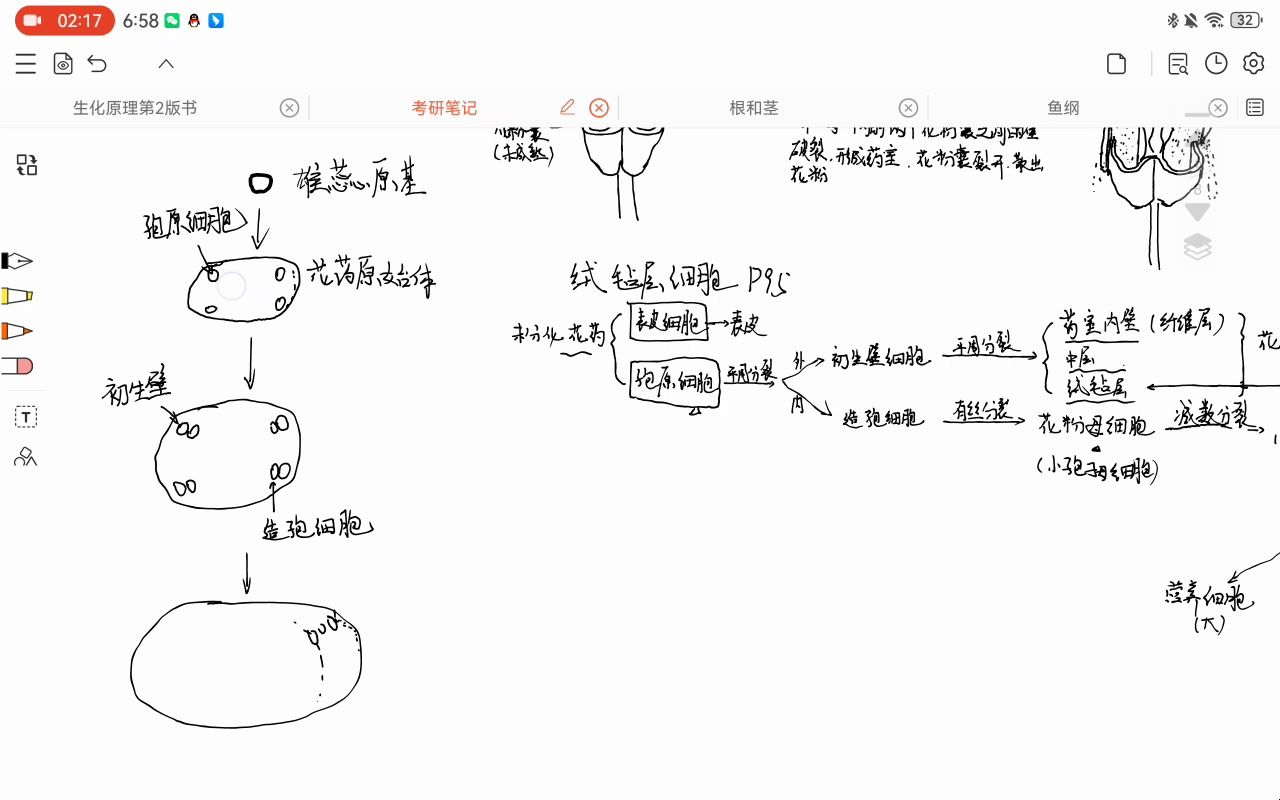 (植物学)花药、花粉粒的结构和发育过程自用复盘哔哩哔哩bilibili