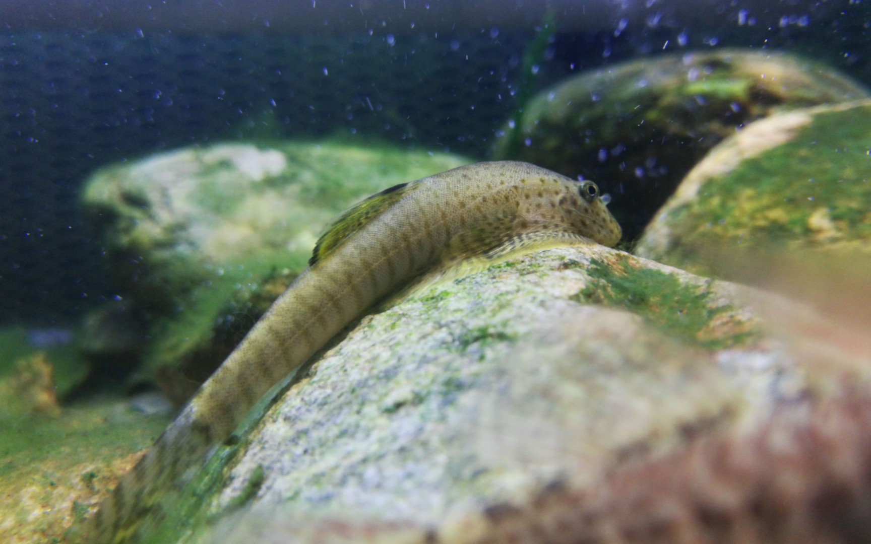 【原生鱼】方氏拟腹吸鳅