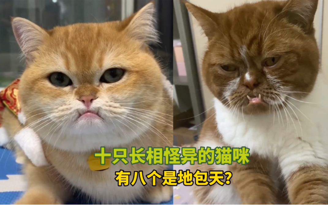 《十只长相怪异的猫》有八个是地包天?哔哩哔哩bilibili