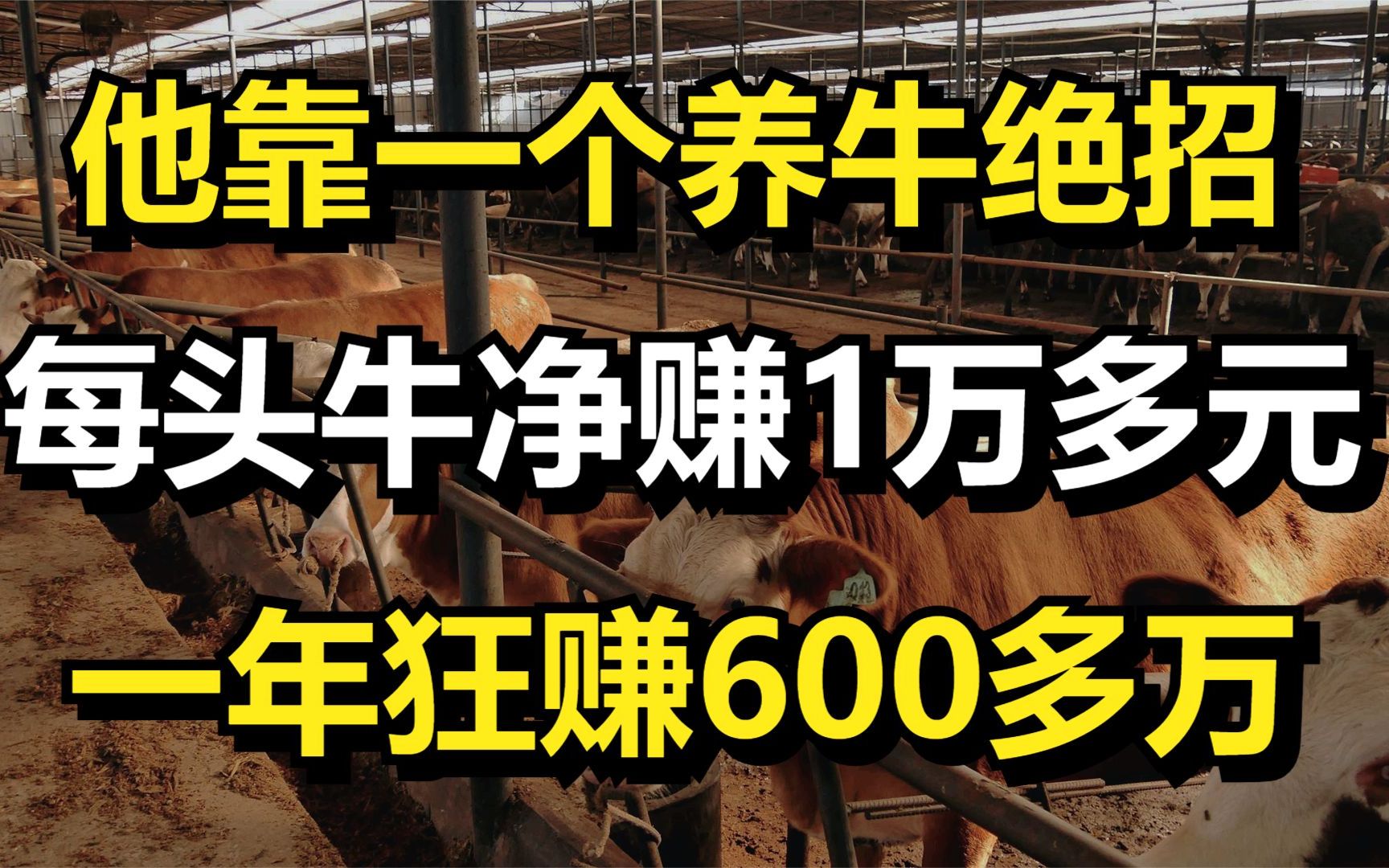 男子靠一个养牛绝招,每头牛能净赚1万多元,一年狂赚600多万!哔哩哔哩bilibili