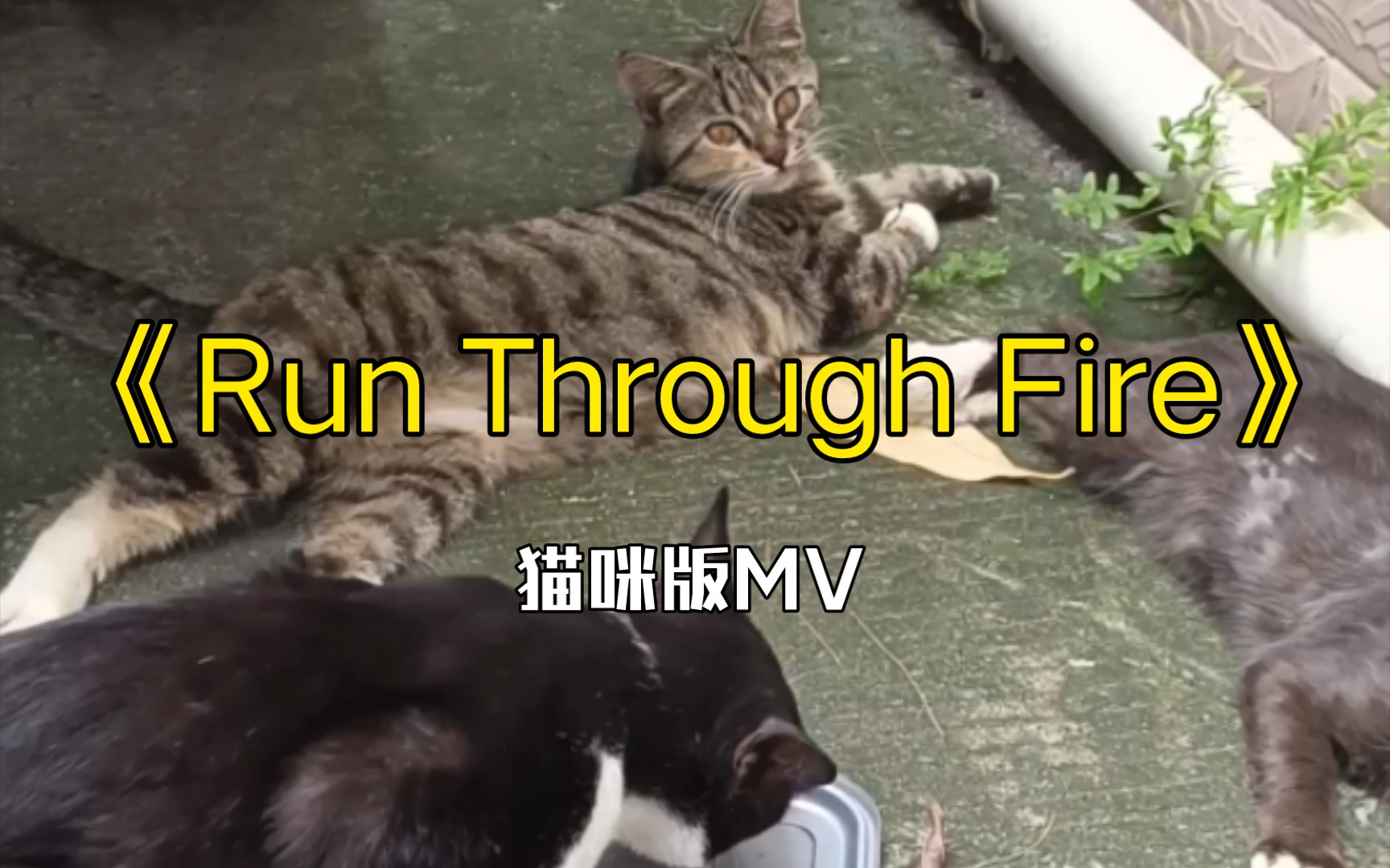 [图]《Run Through Fire》—猫咪版MV