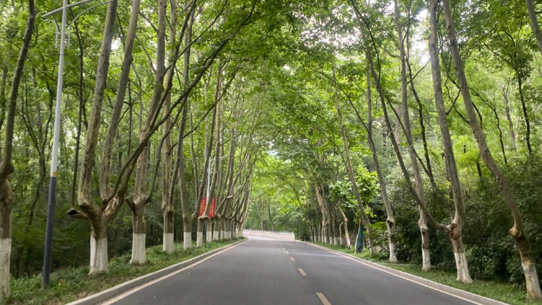 南京 梧桐树大道