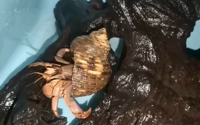 短腕寄居蟹爬木头