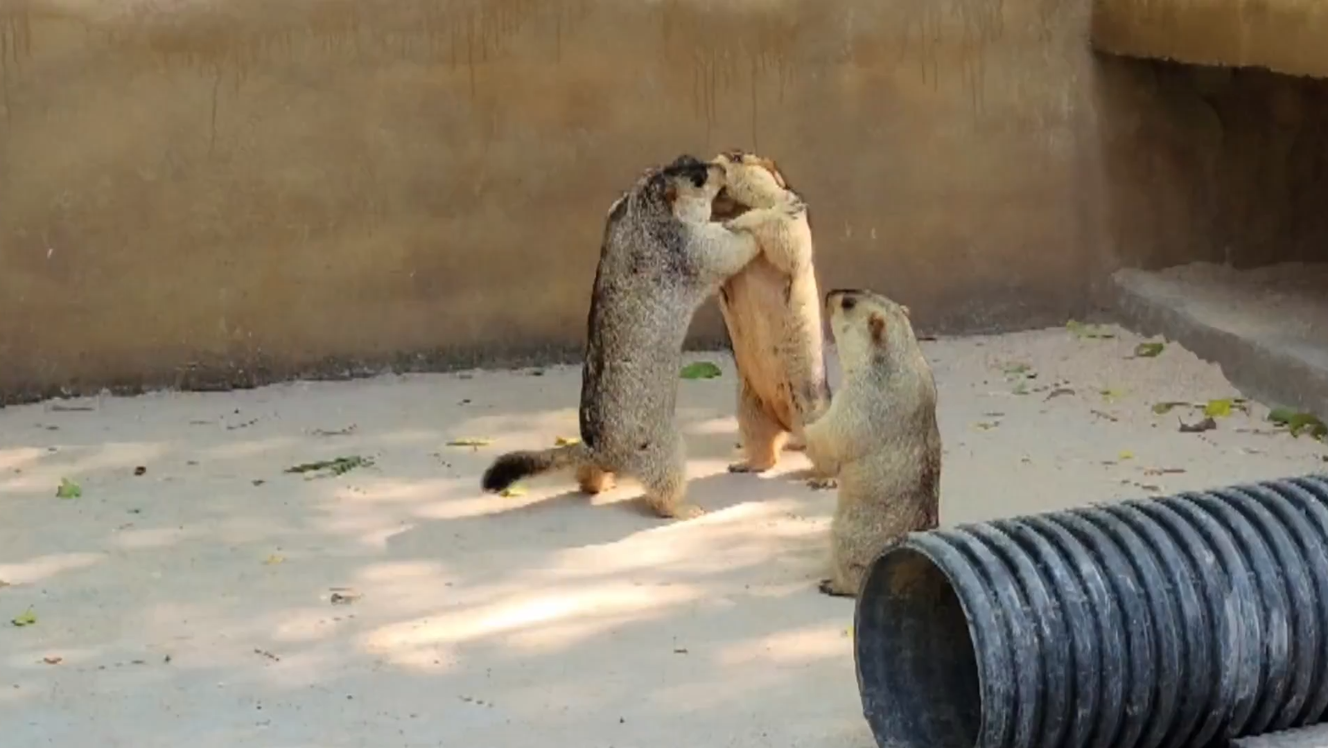 土拨鼠打架斗殴