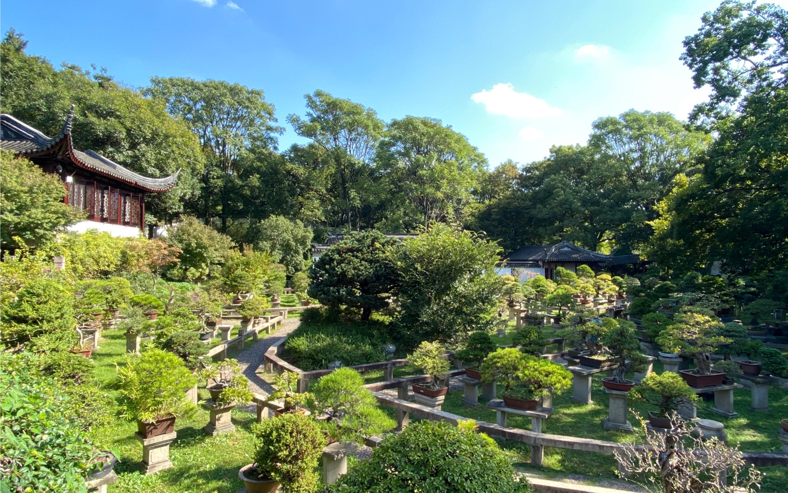 无锡蠡园西施庄黑天鹅