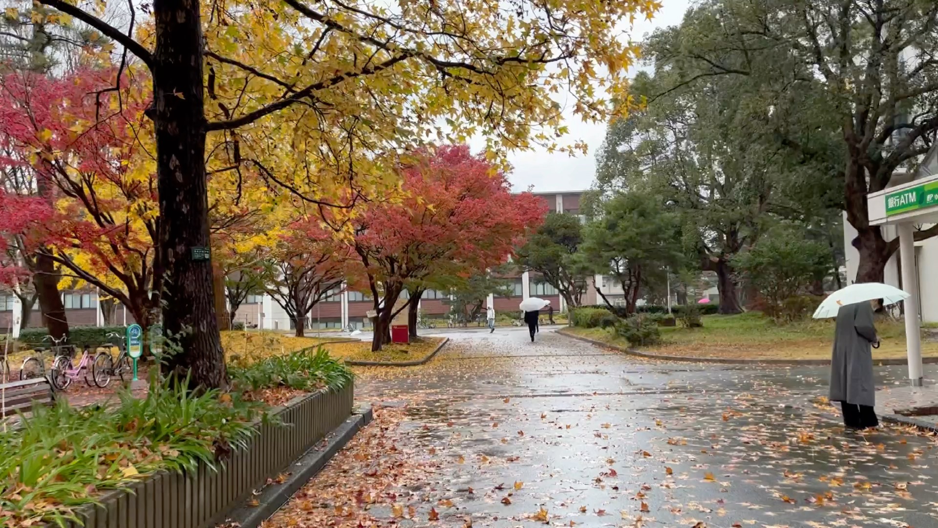 叶落鸟取大学,这里是日本人口最少的县.这场雨过后,冬天就要来了吧.哔哩哔哩bilibili