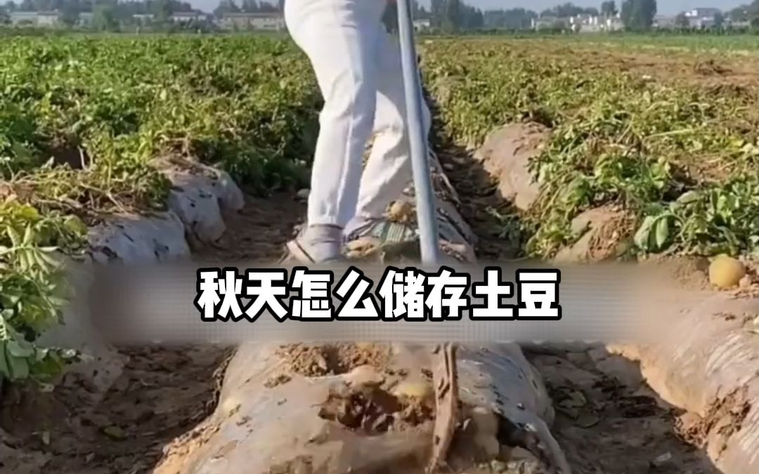 秋天怎么储存土豆,不生芽不绿皮哔哩哔哩bilibili