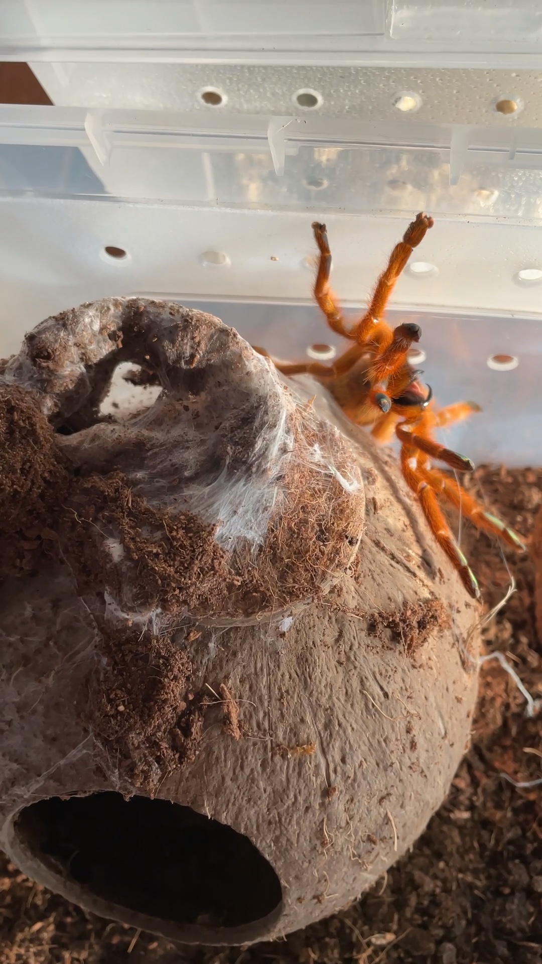 神经质的橙巴布c8