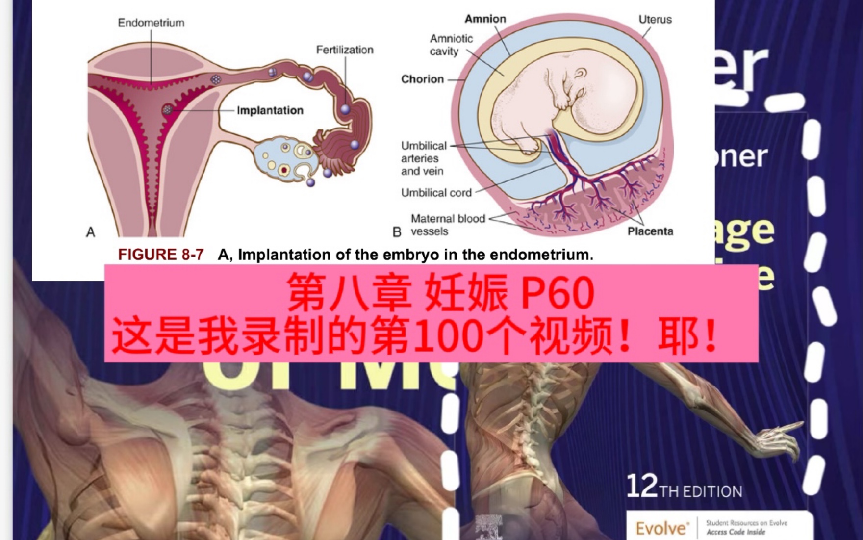 不知不觉!我录制发表了100个学习视频!chapter8:pregnancy!P60哔哩哔哩bilibili