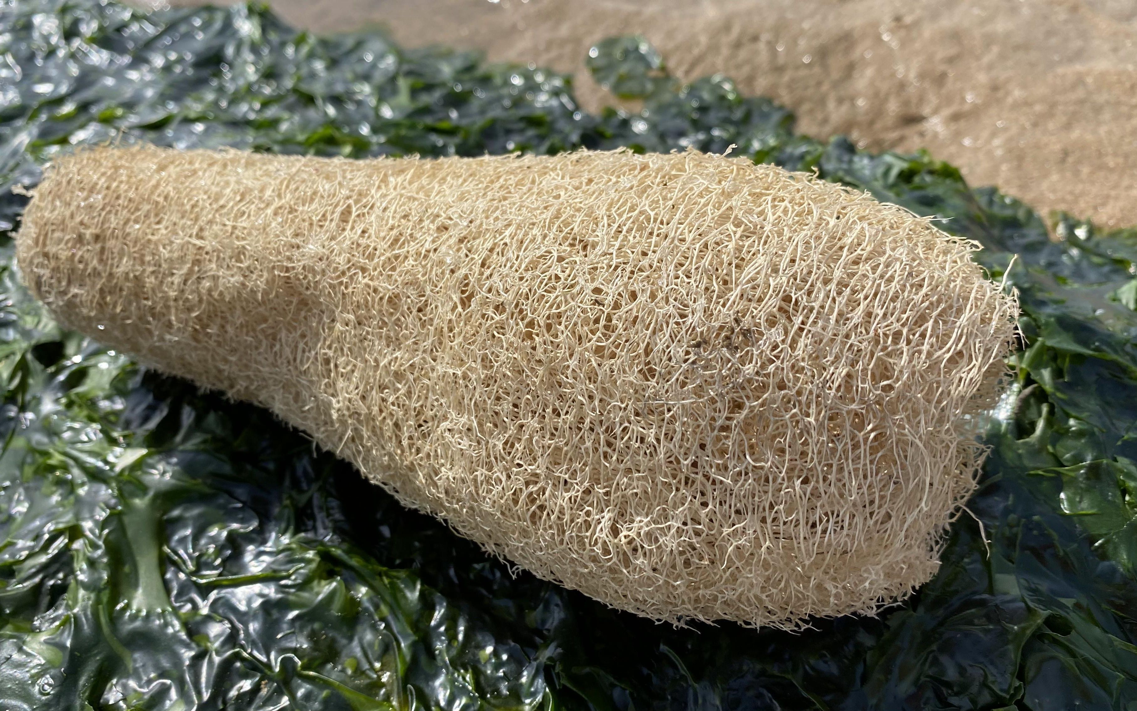 大洋退潮后赶海,发现一个比海玉米还大的东西,还有蜕壳的脱腿虾