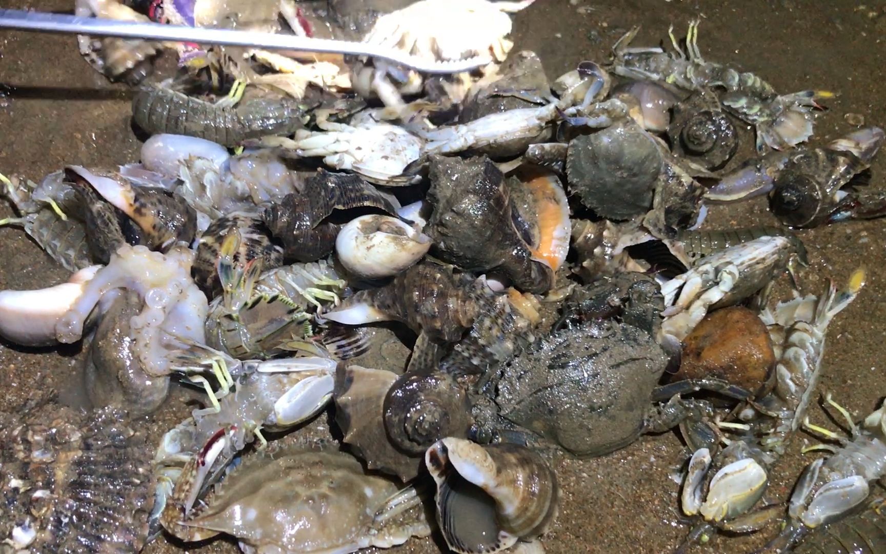 粉丝开车几百公里找小斗赶海,抓完海鲜后说,今天没白来_哔哩哔哩_bili