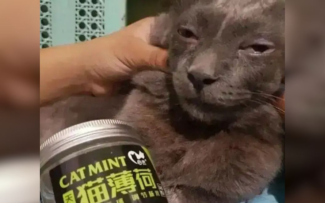 [图]“珍爱猫命，远离猫薄荷”