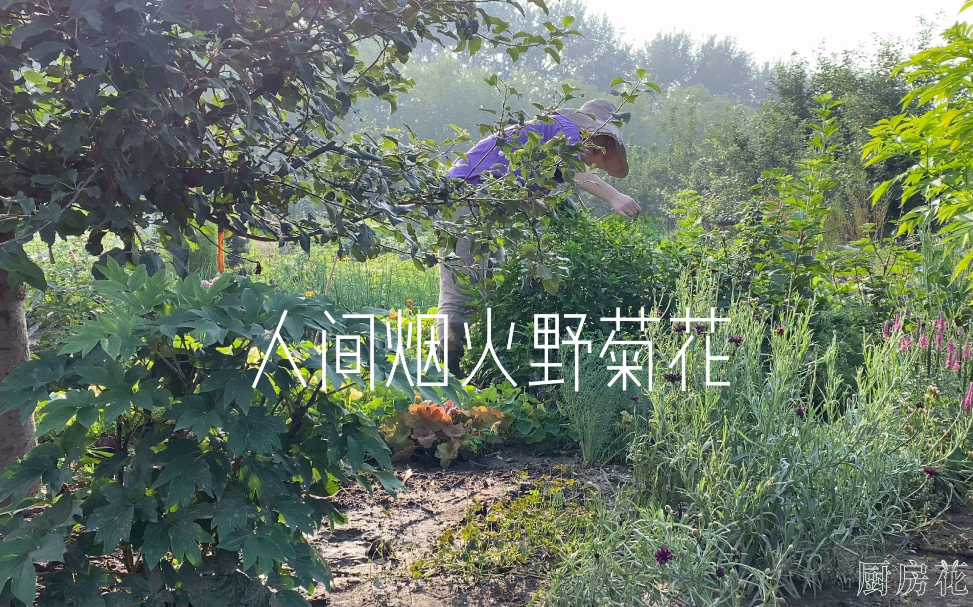 [图]花园里来一丛野菊花，一年能吃它七个月～