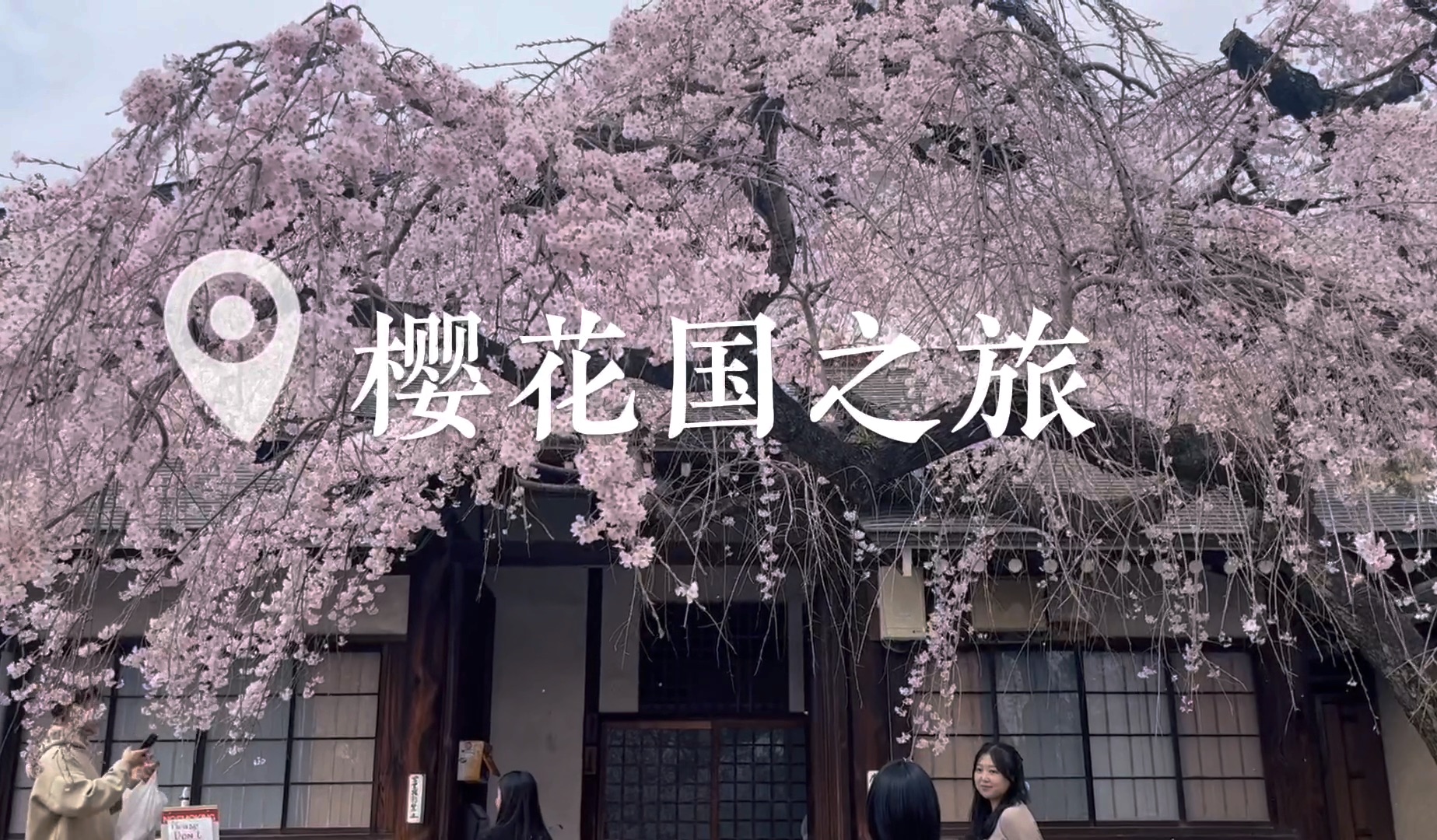 日本樱花季6天行vlog大阪-京都-奈良-东京-镰仓(全长9分钟)