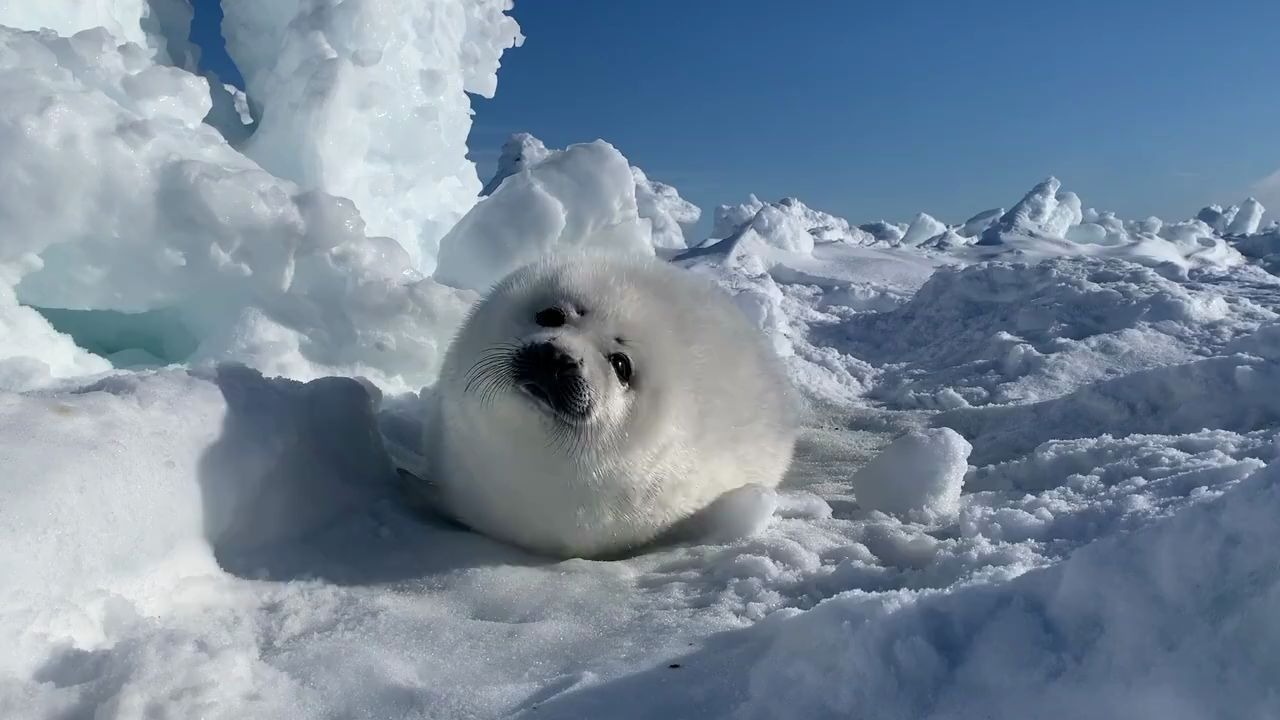 "治愈小萌宠":冰雪中的微笑小海豹!最强.