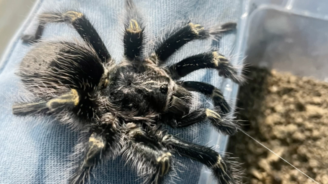 金直间成体公这得十五厘米左右了吧