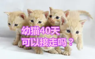 Download Video: 幼猫40天可以接走吗？怎么喂养小奶猫？