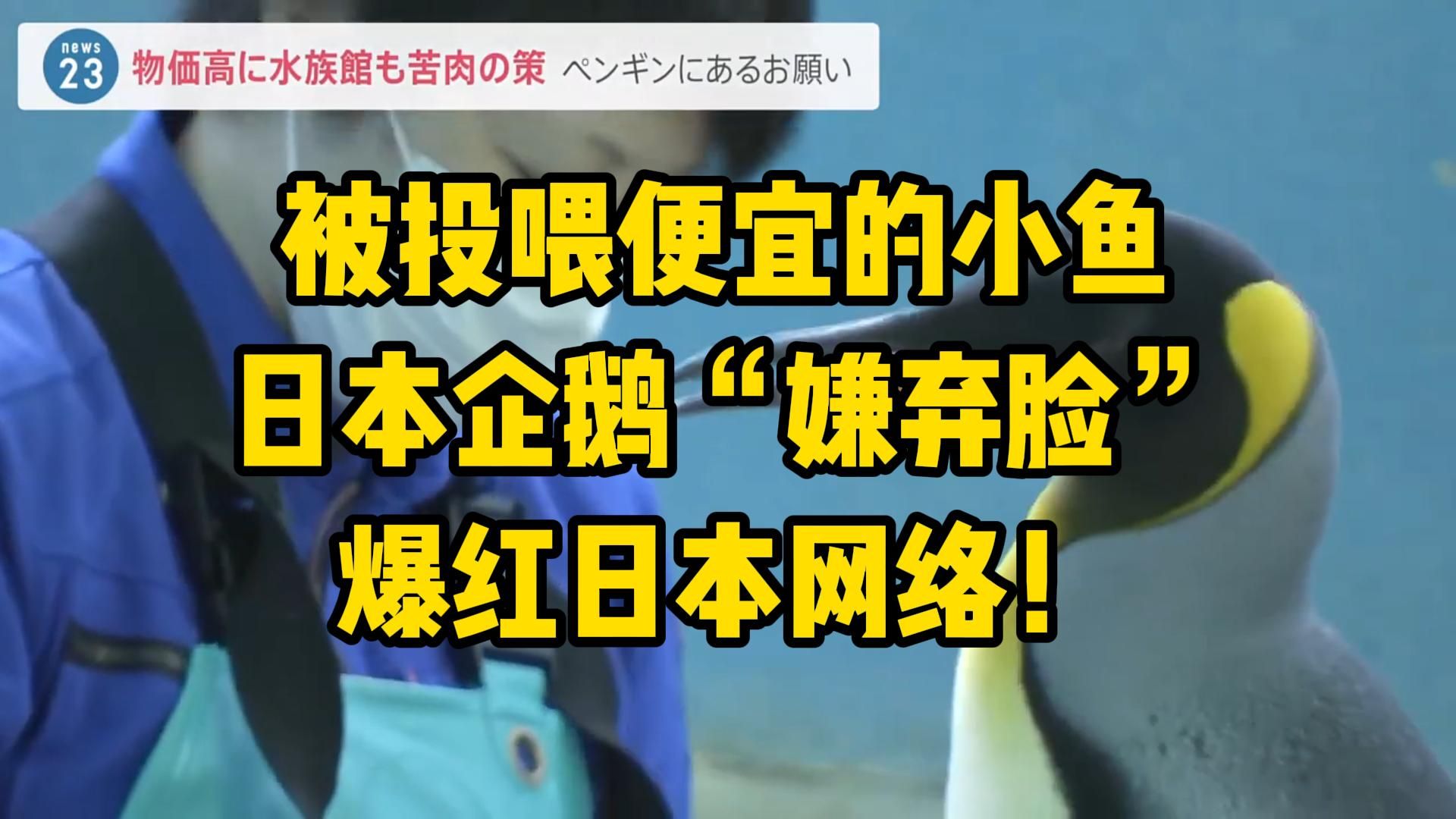 休想打发我!被投喂便宜的小鱼,日本企鹅”嫌弃脸“爆红日本网络!哔哩哔哩bilibili