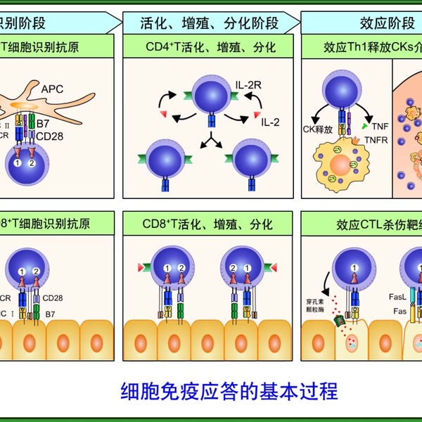 分子免疫学第十四章T细胞介导的细胞免疫应答_哔哩哔哩_bilibili