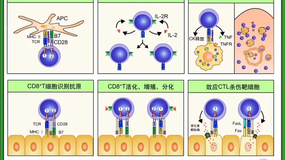 分子免疫学第十四章T细胞介导的细胞免疫应答_哔哩哔哩_bilibili