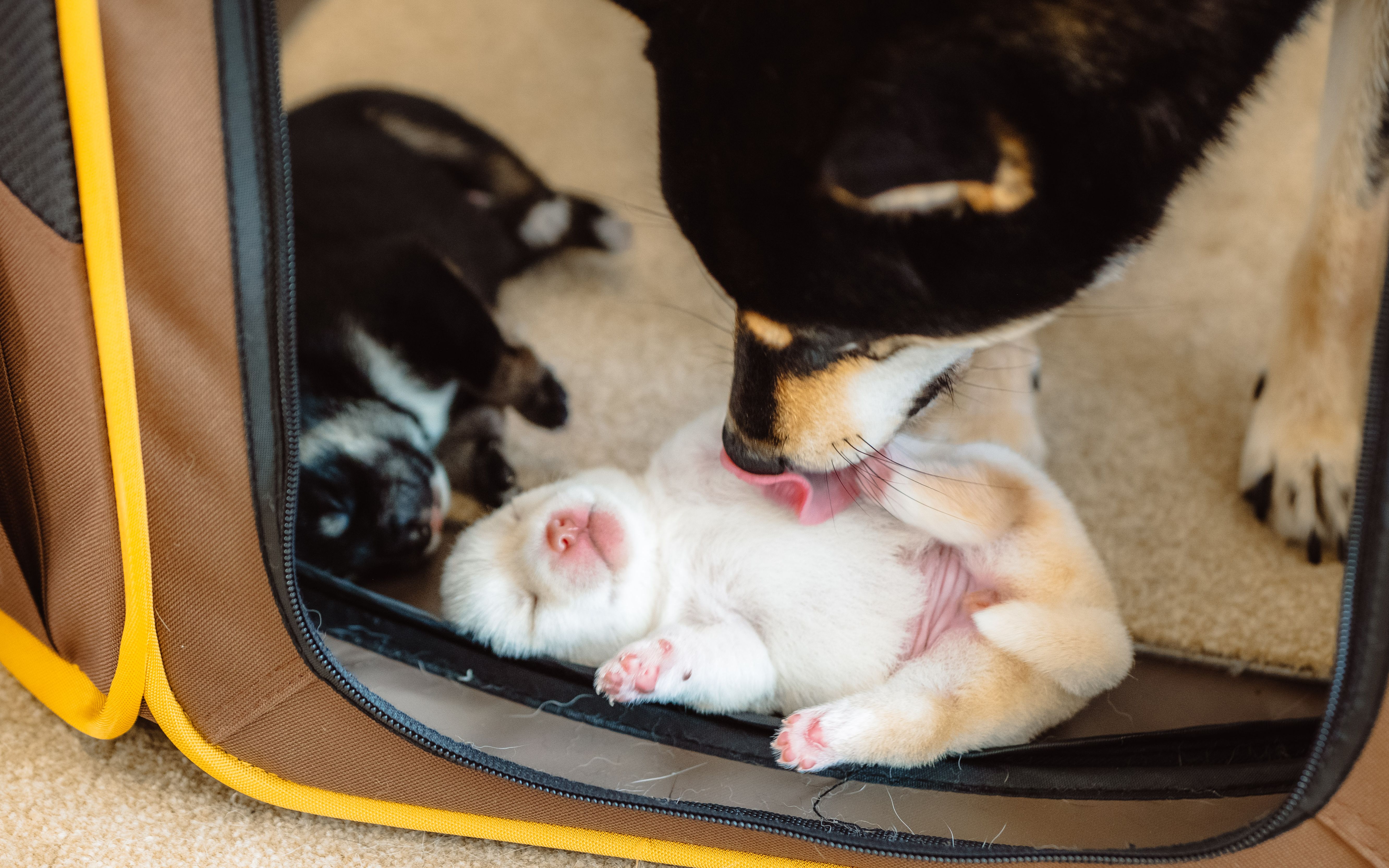 柴犬宝宝出生第一天!被妈妈叼着到处乱跑的小奶狗