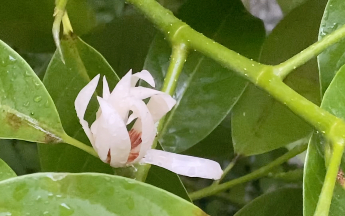 白兰花——厄瓜多尔的国花