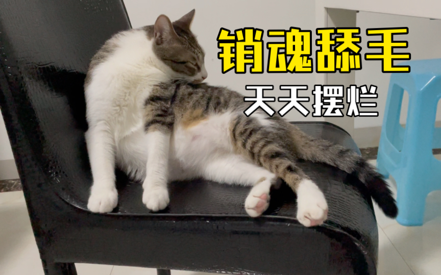 [图]小猫的摆烂喵生