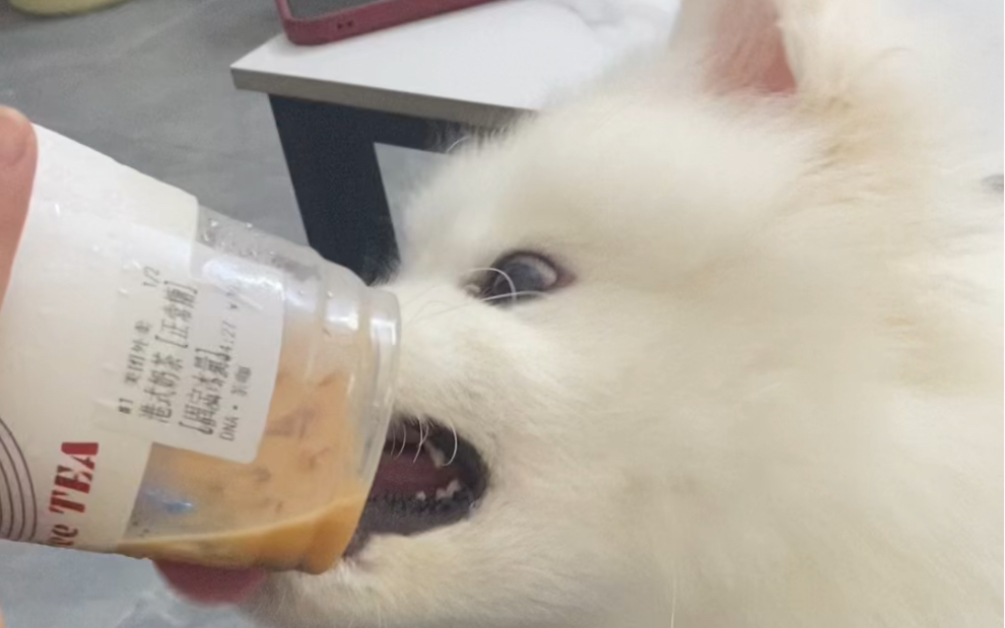 爱喝奶茶的小狗了解一下