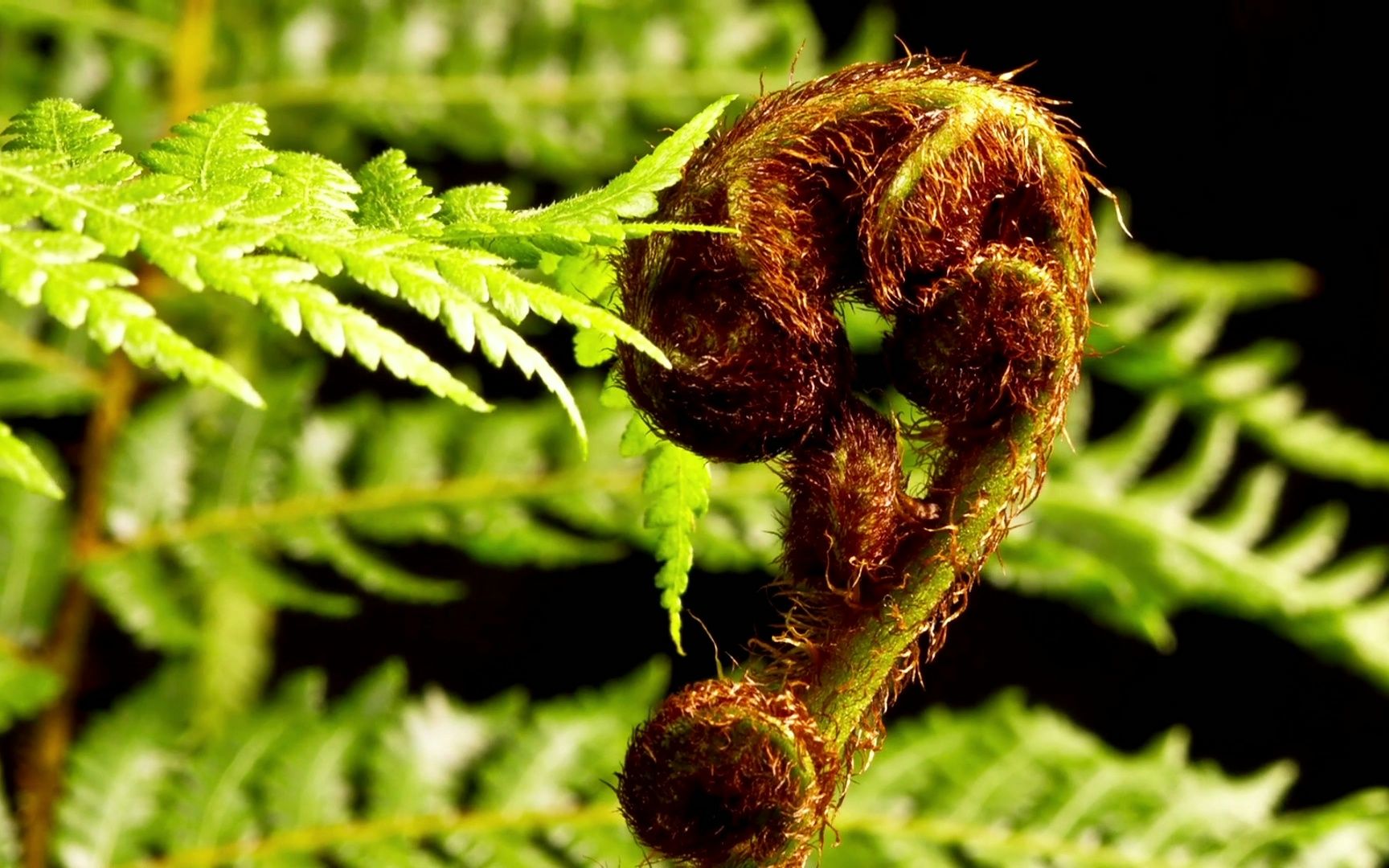 树蕨的壮丽景色