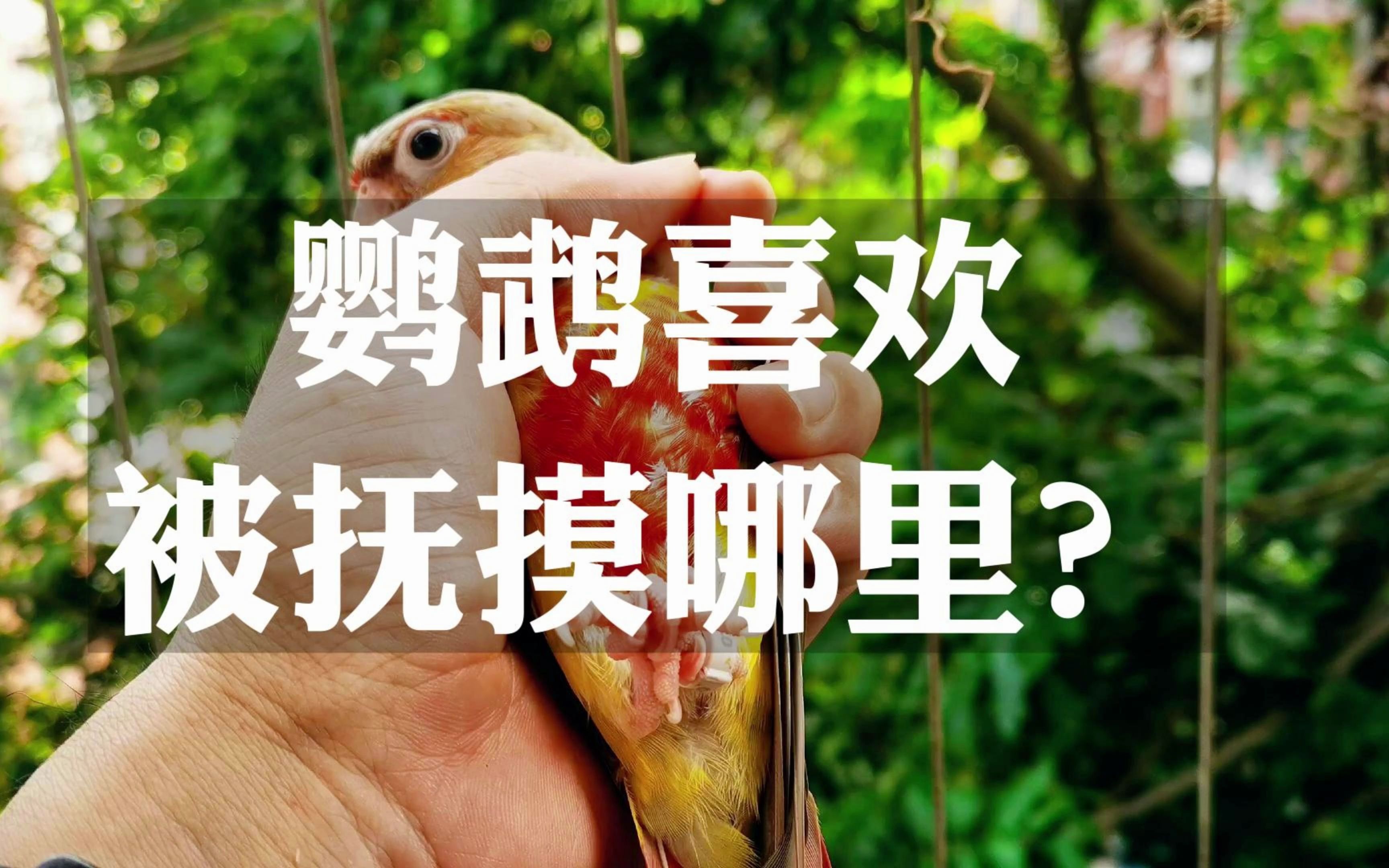 [图]鹦鹉喜欢被抚摸哪里？ #鹦鹉喜好 #鹦鹉行为 #科学养宠攻略 #鹦鹉小白 #鹦鹉日常 #鹦鹉入坑指南