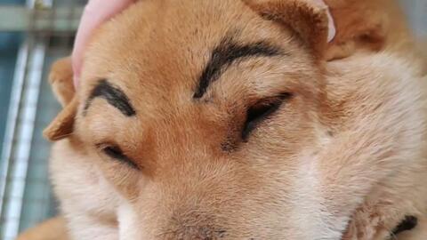 田园犬 蜡笔小新的眉毛是真实存在的啵 哔哩哔哩