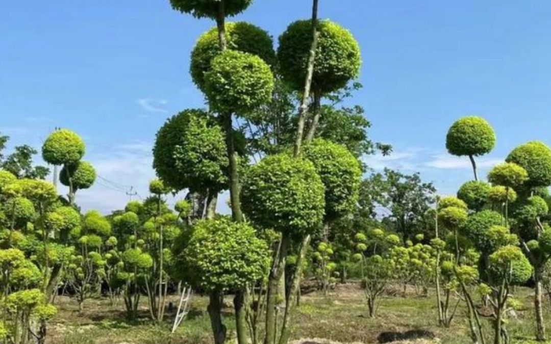 亮晶女贞造型树欣赏